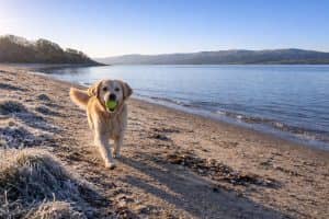 Dog running down Arnside Beach on a frosty morning.